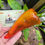 Thumbnail: Beaver Dam Pepper Seeds 500-1,000 Scoville SHU Mild