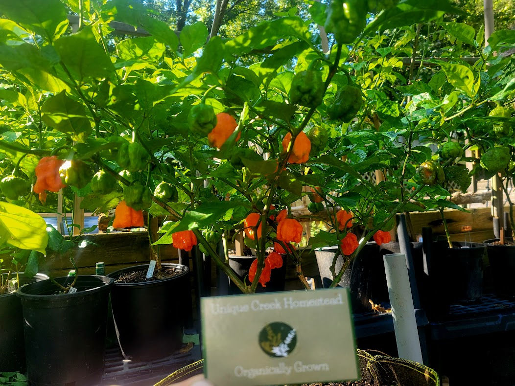Carolina Reaper SUPER HOT Pepper Organic Seeds
