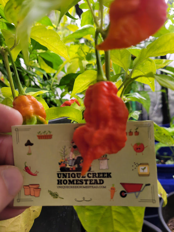 Thumbnail: Death Dragon Pepper Seeds 2,000,000+ Scoville SHU Super Hot