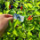 Thumbnail: Aji Strawberry Drop Pepper Seasoning Flakes 40,000+ Scoville