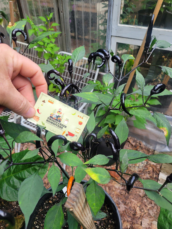 Thumbnail: Rare Thai HALLOWEEN Pepper Seeds Black Orange Upwards Growing