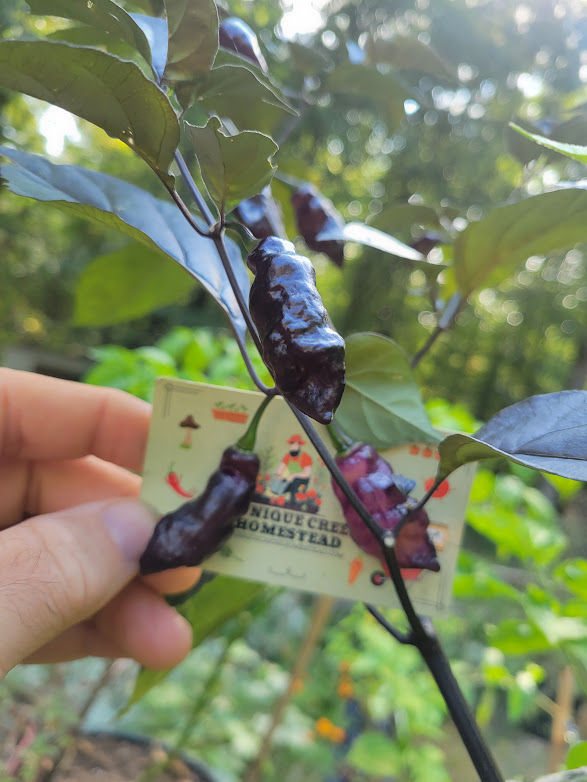 Thumbnail: Amethyst Fire Pepper Seeds 100,000+ Scoville