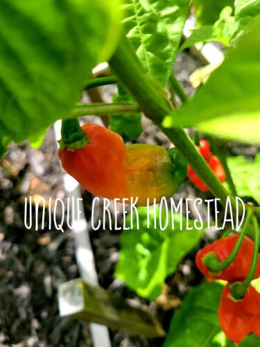 Thumbnail: Fatalii Pepper Seasoning Flakes Hot  125,000-400,000 Scoville