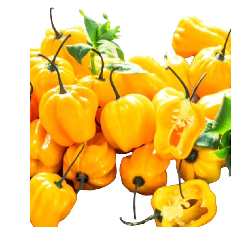 Thumbnail: Habanero Yellow Hot Pepper Seeds 100,000-350,00+ Scoville SHU