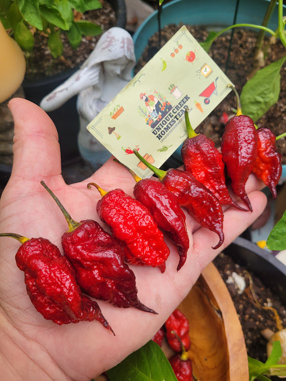 Thumbnail: Fox Ghost Gnarly Ruby Pepper Seeds Super Hot Beautiful Pods