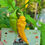 Thumbnail: Datil Pepper Seeds 100,000-300,000 Scoville SHU