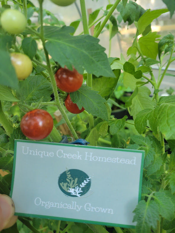 Thumbnail: BLUEBERRIES Tomato Seeds Organically Grown Unique Creek