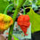 Thumbnail: RB003 Pepper Seeds Super Hot 2,000,000+ Million Scoville Rare