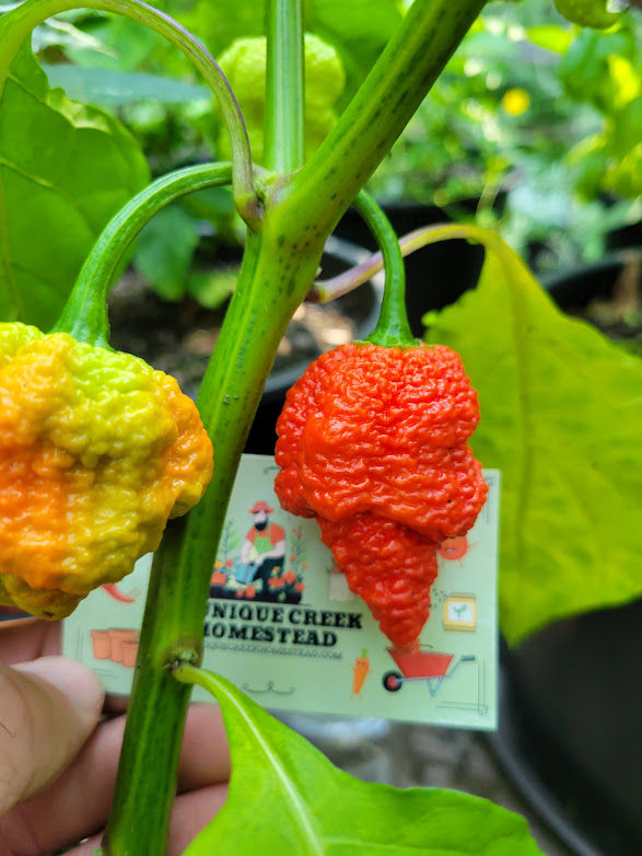 Thumbnail: RB003 Pepper Seeds Super Hot 2,000,000+ Million Scoville Rare