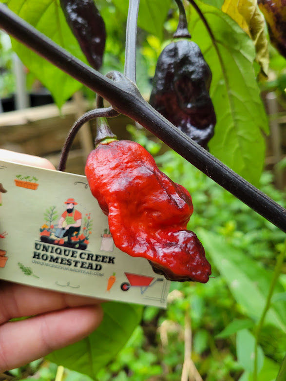 Thumbnail: Blood Ghost Yaki Black Pepper Seeds SUPER HOT 1,000,000+ Scoville