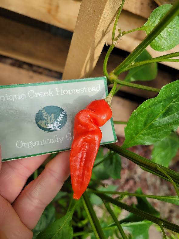 Thumbnail: Aji Strawberry Drop Hot Pepper Seeds Peru Limon Kellu Uchu Organic Unique Creek