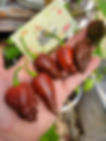 Death Spiral Chocolate Pepper Seeds 1,250,000+ Scoville