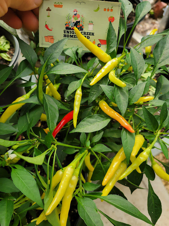 Thumbnail: MEDUSA Sweet Pepper Seeds Organically Grown At Unique Creek Homestead