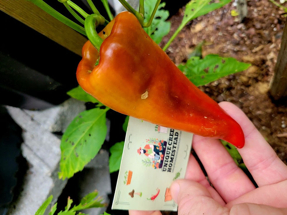 Thumbnail: Beaver Dam Pepper Seeds 500-1,000 Scoville SHU Mild