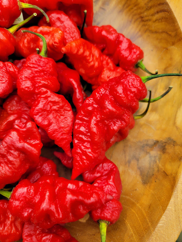 Thumbnail: Leviathan Gnarly Scorpion Pepper Seeds Highly Productive 1,000,000+ Scoville SH