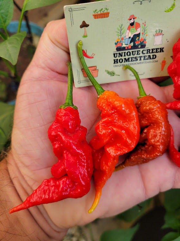 Thumbnail: Tiberius Mauler Pepper Seeds SUPER HOT 1,750,000+ Scoville