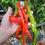 Thumbnail: Thunder Mountain Longhorn XXL Pepper Seeds 30,000-40,000 Scoville SHU