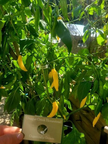 Thumbnail: Hot Lemon Drop Aji Limon HOT Pepper Organic Seeds