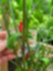 Thumbnail: Texas Rice Pepper Seeds HOT Chili 10,000-30,000+ Scoville