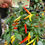 Thumbnail: Chilly Chili Ornamental Pepper Seeds 0-1,000 Scoville SHU Edible