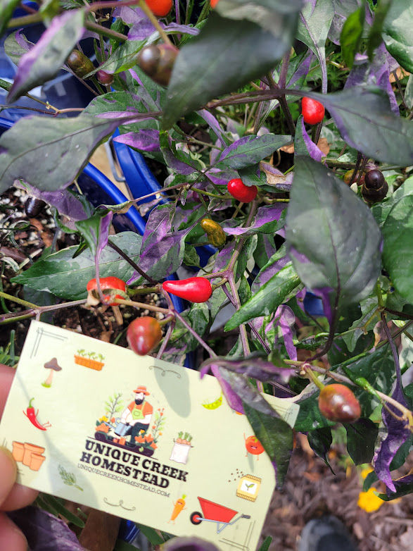 Thumbnail: Variegated BLACK PEARL Pepper Seeds Award Winning Organic RARE