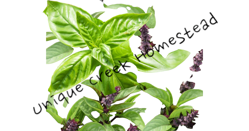 SWEET BASIL Garden Herb Cooking Spice Organically Grown