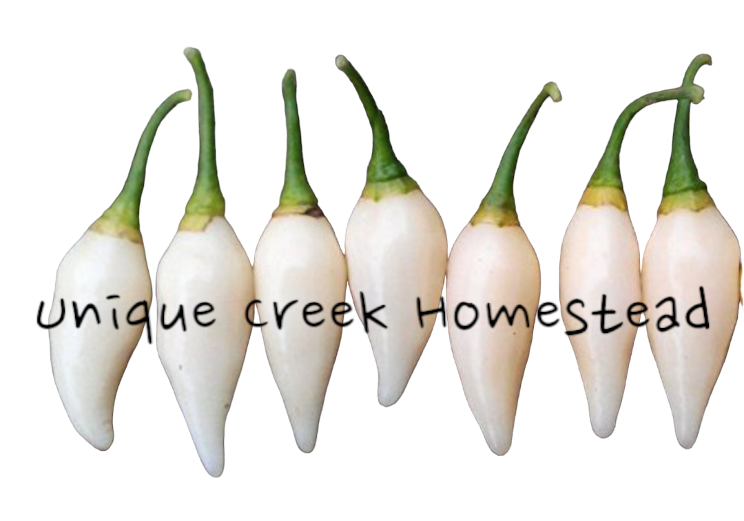 COYOTE TEETH Pepper Seeds Hot 60,000-100,000+ Scoville SHU