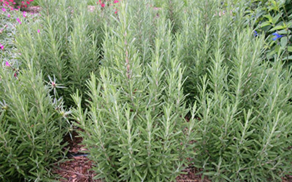 Thumbnail: ROSEMARY Herb Seeds Organic Unique Creek Homestead
