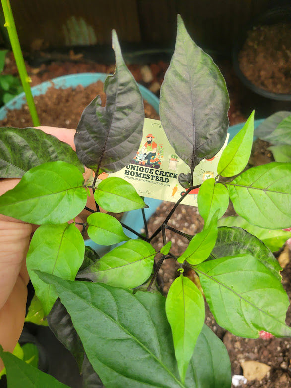 Thumbnail: Black NAGA TWISTER Pepper Seeds SUPER HOT 1,000,000+ Scoville