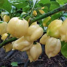7 Pot White SUPER HOT Pepper Organic Seeds