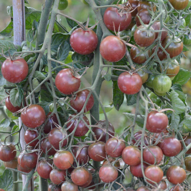 Thumbnail: Black Cherry Tomato SEEDS Organically Grown