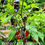 Thumbnail: Rainbow Ghost Pepper Seeds 1,000,000+ Scoville SUPER HOT