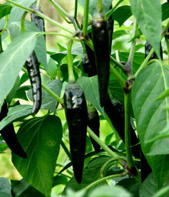 Thumbnail: Hungarian Black Pepper HOT Pepper Organic Seeds