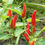 Thumbnail: Malagueta HOT Pepper Organic Seeds 60,000-100,000 Scoville