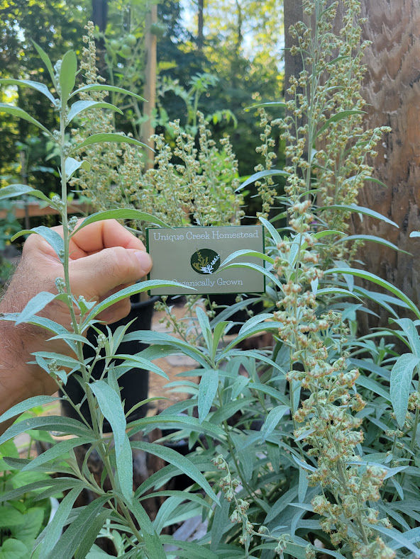 Thumbnail: WHITE SAGE SEEDS Artemisia ludoviciana