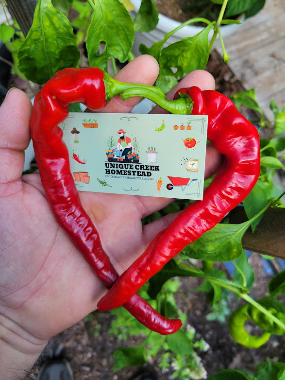 Thumbnail: HJ8 Total Eclipse Pepper Seeds Hangjiao Space Chili RARE 1000-8000 Scovill