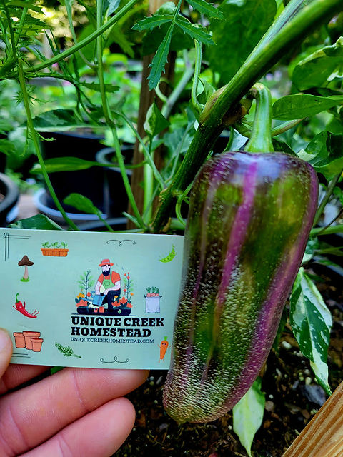 Dreamcatcher x Farmers Market Jalapeno Pepper Seeds Chili 5,000