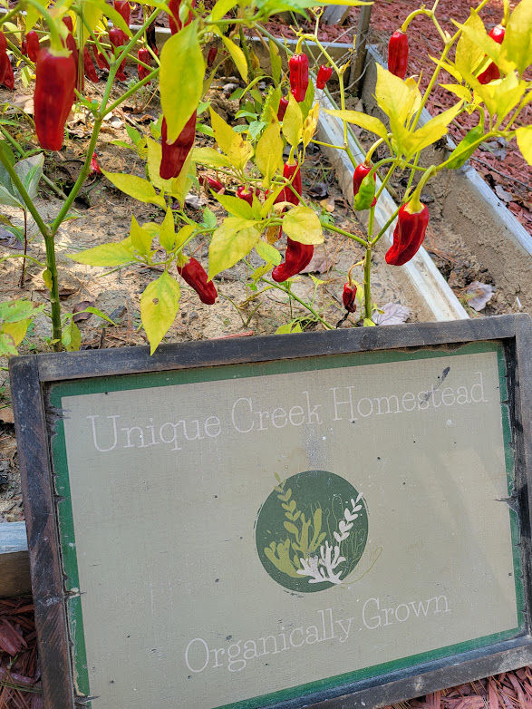 Thumbnail: Pepperoncini Seeds Delicious Peppers For Stuffing & Pickling