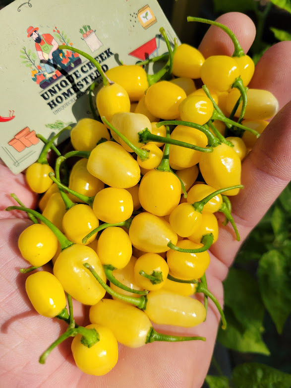 Thumbnail: Peruvian White Habanero Pepper Seeds 300,000+ Scoville