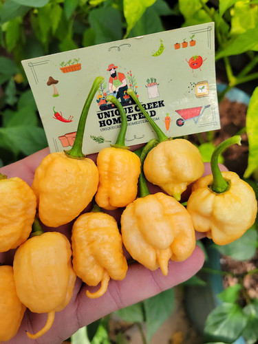 PEPPER X Peach Pepper Seeds 2,600,000+ Scoville | Unique Creek Homest