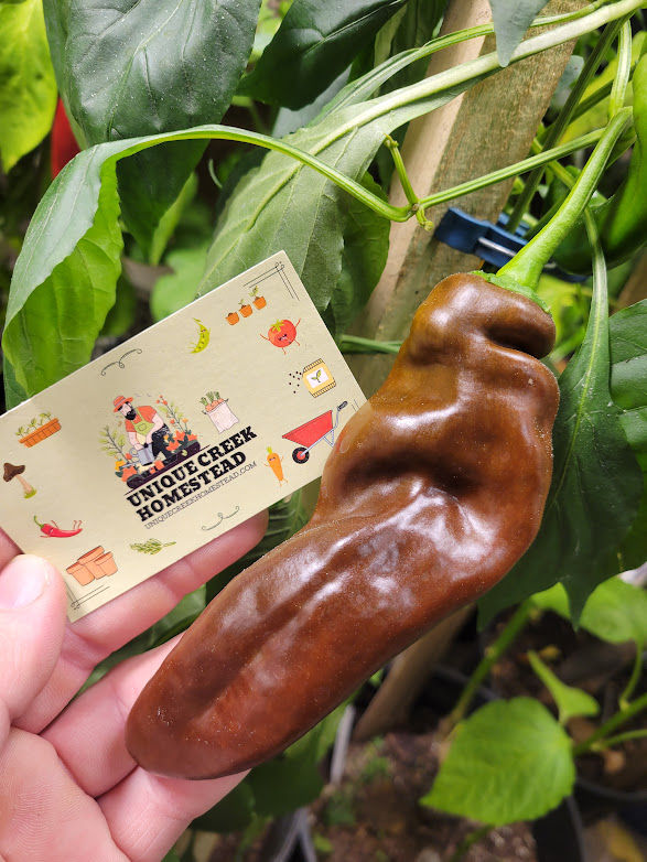 Thumbnail: Saraga Giant Sweet Chocolate Pepper Seeds Hatch Chili