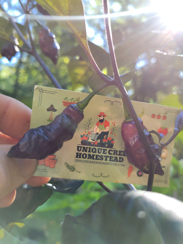 Thumbnail: Amethyst Fire Pepper Seeds 100,000+ Scoville