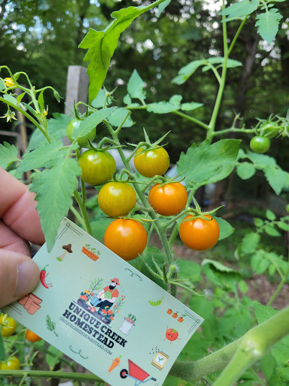Thumbnail: Sungold Hybrid Cherry Tomato Seeds Organically Grown Unique Creek