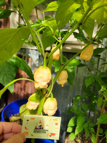 PEPPER X Peach Pepper Seeds 2,600,000+ Scoville | Unique Creek Homest