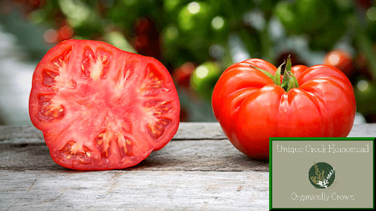Thumbnail: Red Beefsteak Tomato SEEDS Organically Grown