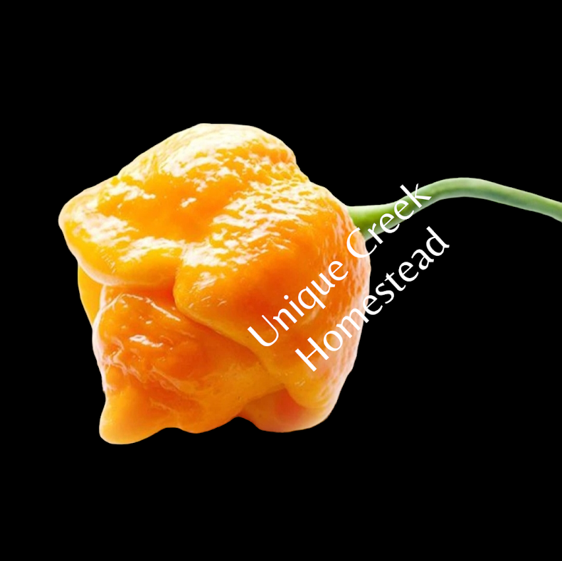 Thumbnail: Trinidad Moruga Scorpion Yellow SUPER HOT Chili Pepper Seeds Organic