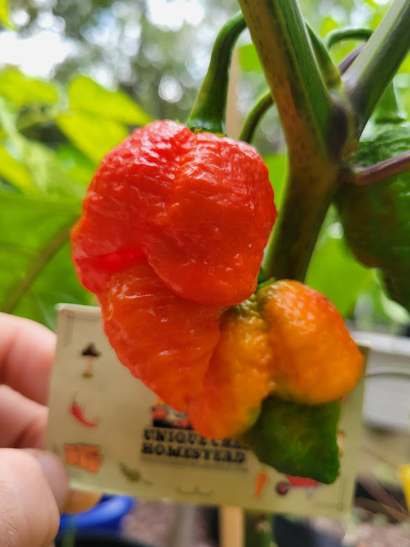 Thumbnail: Trinidad Moruga Scorpion SUPER Hot Pepper Organic Seeds