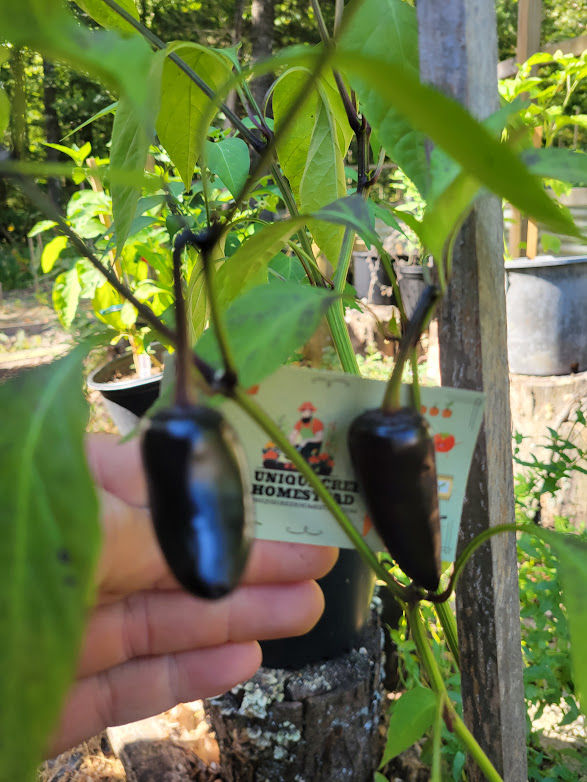Thumbnail: Black Jalapeno Pepper Seeds Mild Chili 2,500 Scoville