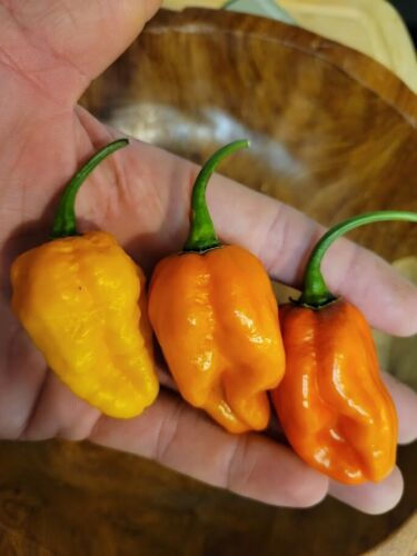 Thumbnail: Orange Demon Pepper Seeds 1,000,000+ Scoville SHU