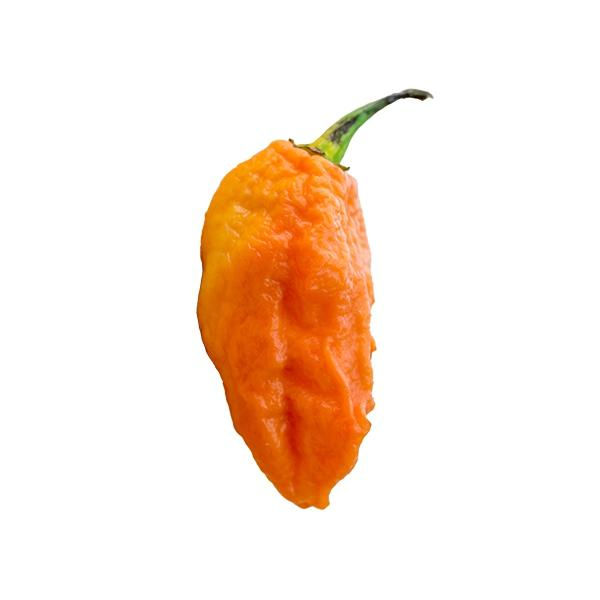 Thumbnail: Peach Ghost SUPER HOT Pepper Organic Seeds